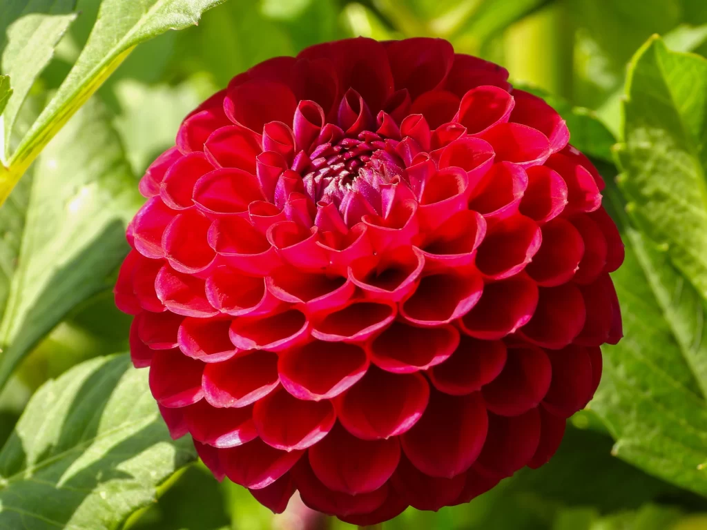 Red Dahlia Petals Rounded Dense Bright