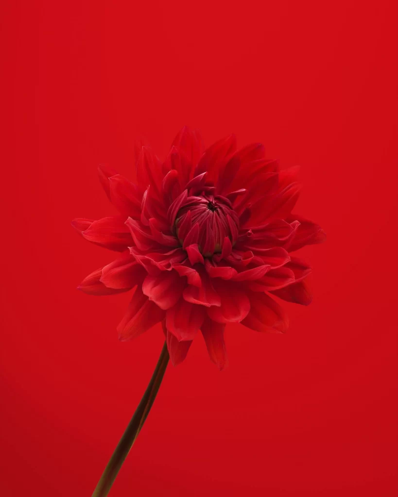 Red Dahlia Petals Stem