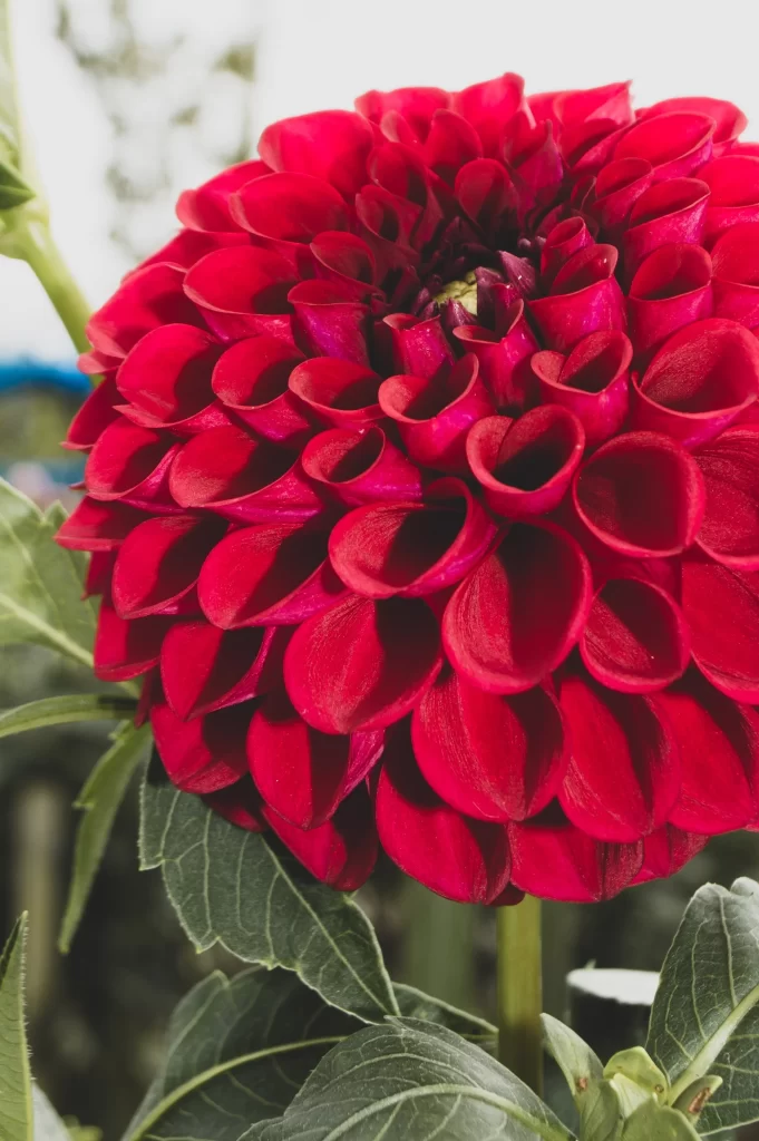 Red Dahlia Petals warm Blooming