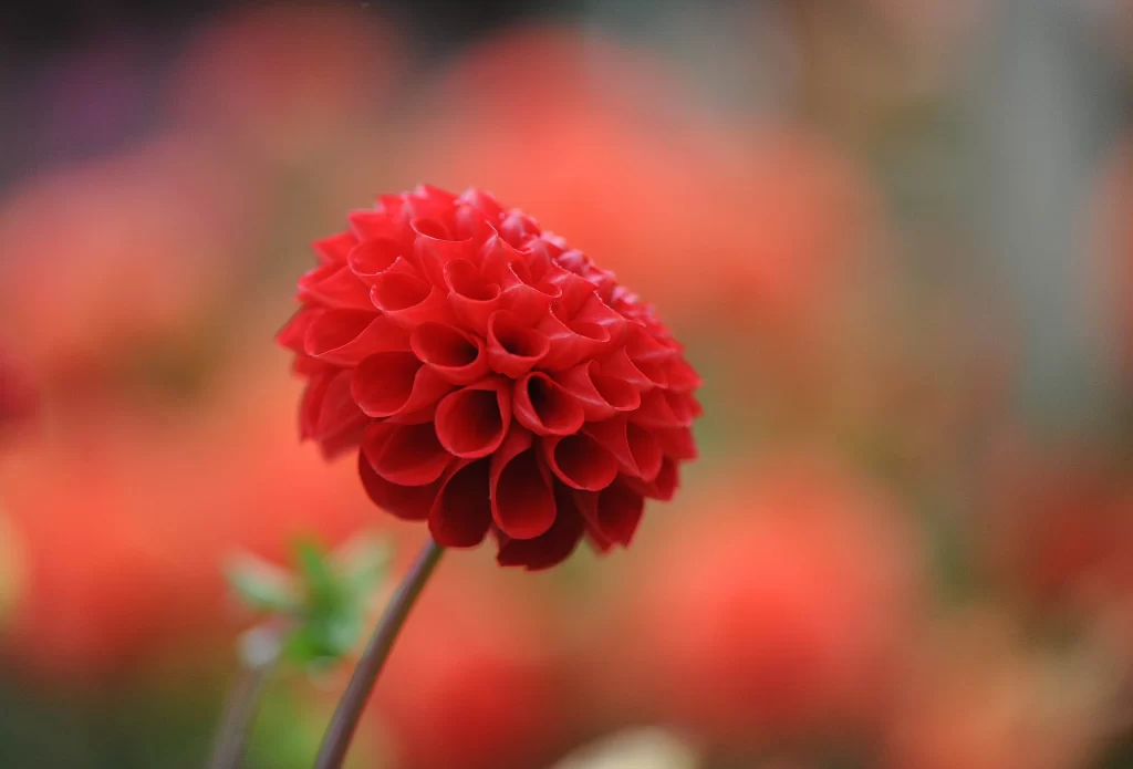 Red Dahlia Petals warm Blooming