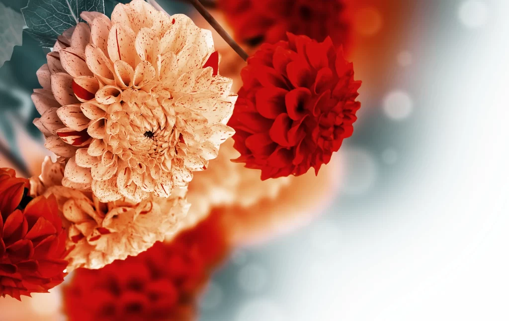 Red Dahlia Petals warm Blooming