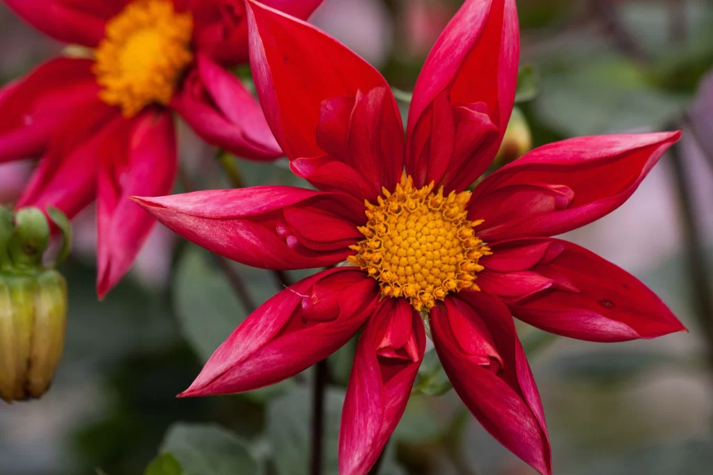 Red Dahlia Petals Yellow warm Center