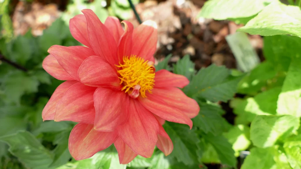 Red Dahlia Petals Yellow Center Sunlit