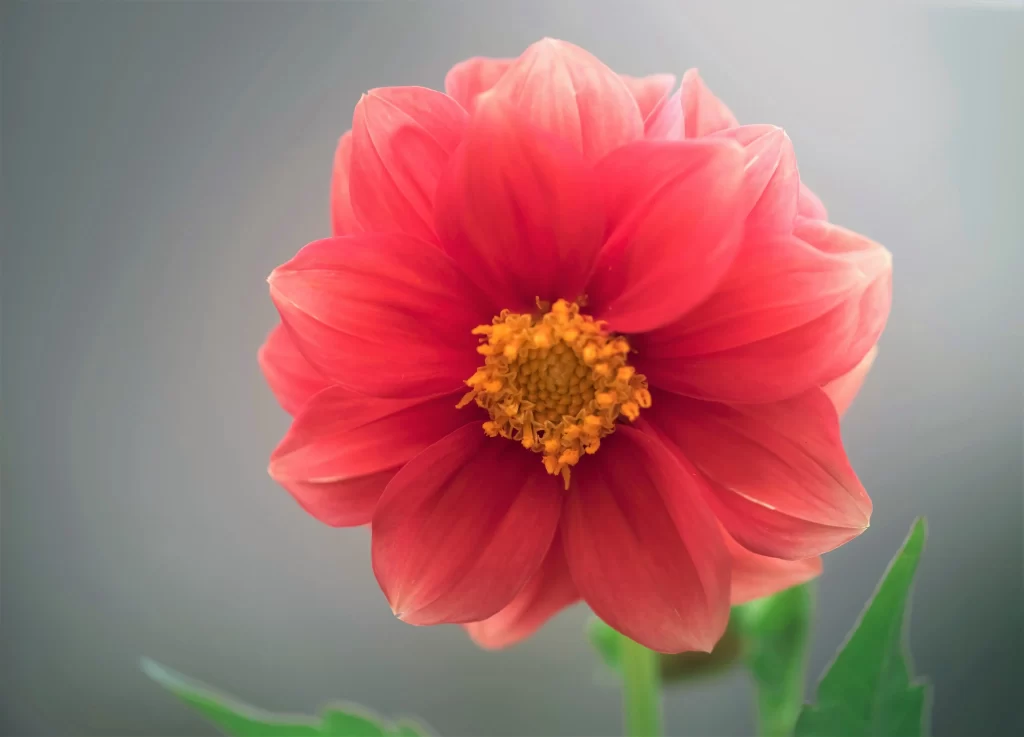 Red Dahlia Petals Yellow warm Center