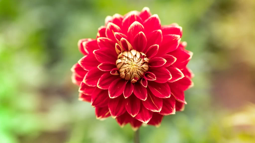 Red Dahlia Petals Yellow Tips Center