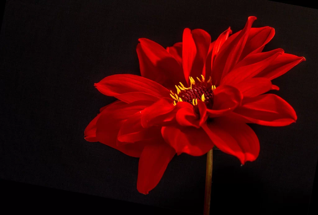 Red Dahlia Petals Yellow dark Center