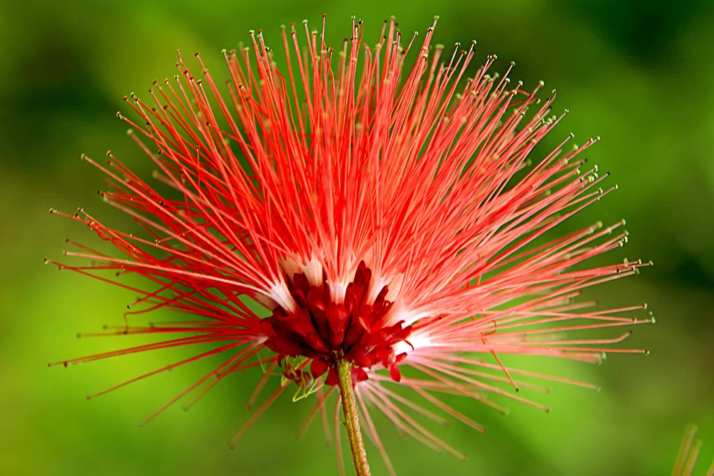Red Flower Stamen Bright Green Background