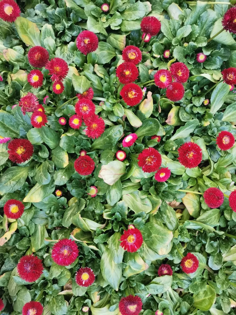 Red Flowers Green Leaves Nature