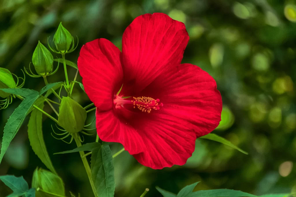 Red Hibiscus Bloom Petals Green Leaves