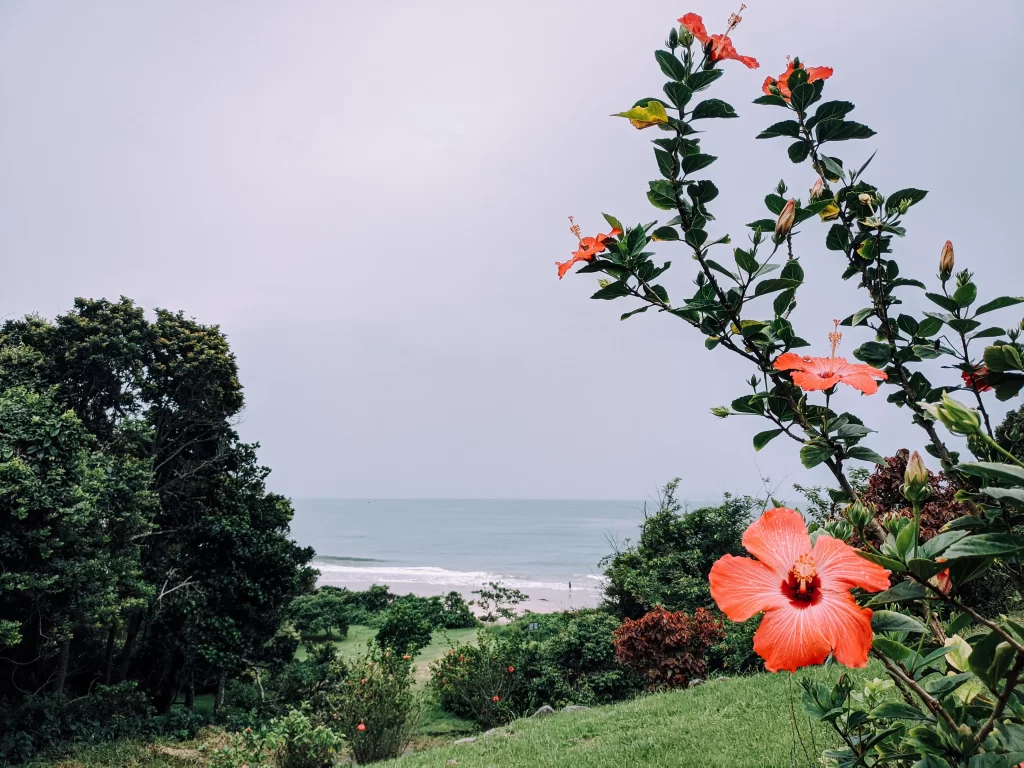Red Hibiscus Bright Petals Green Leaves Ocean