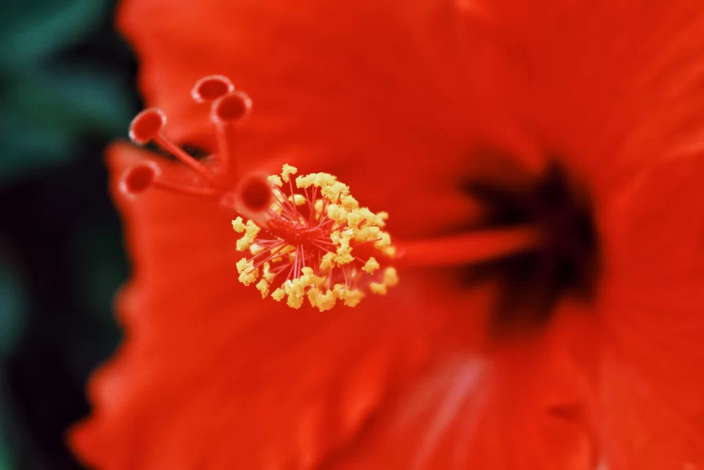 Red Hibiscus Center Stamen Petals