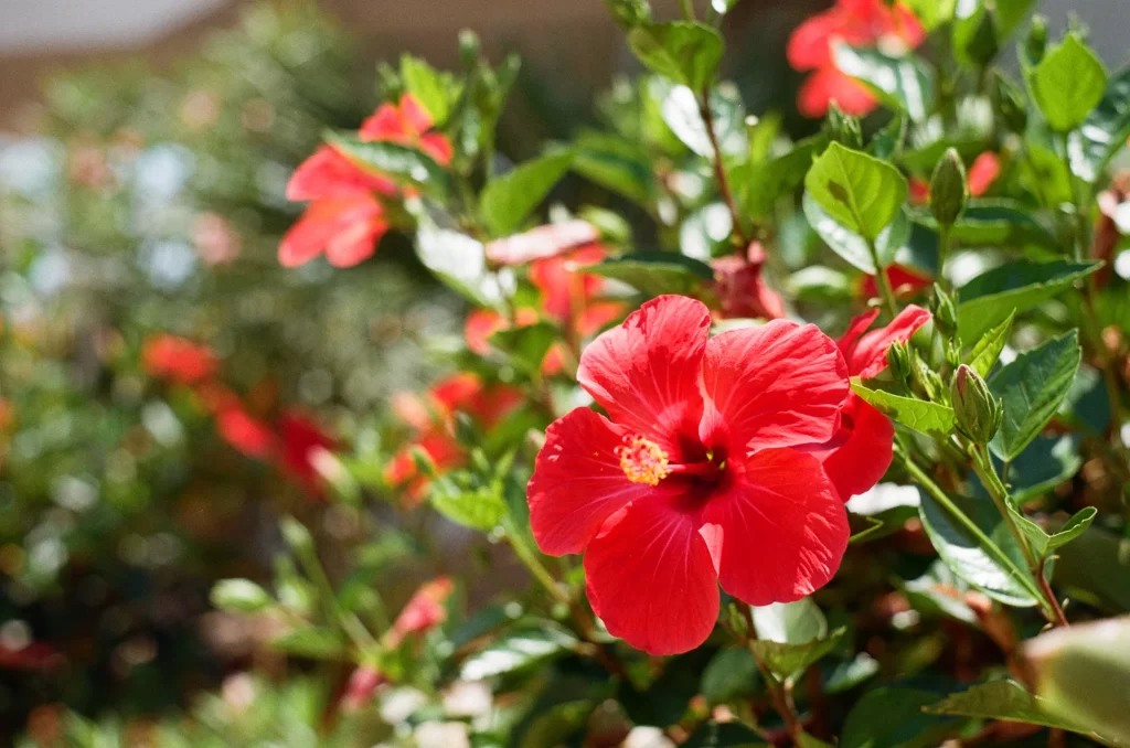 Red Hibiscus Petals Bright Yellow Center Green Leaves