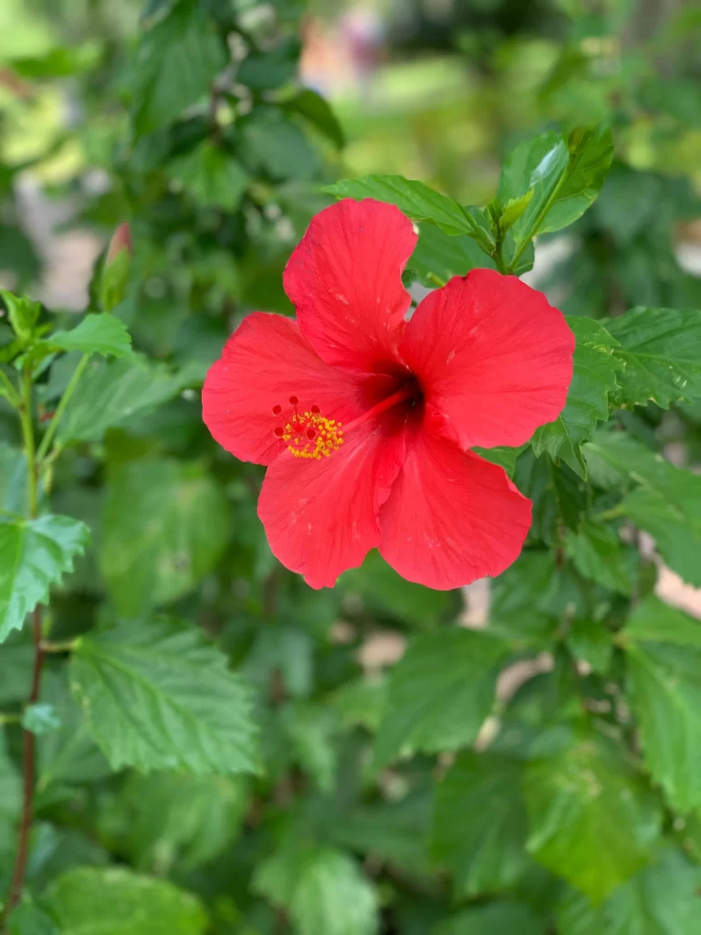 Red Hibiscus Petals Bright Yellow Stamen Green Leaves