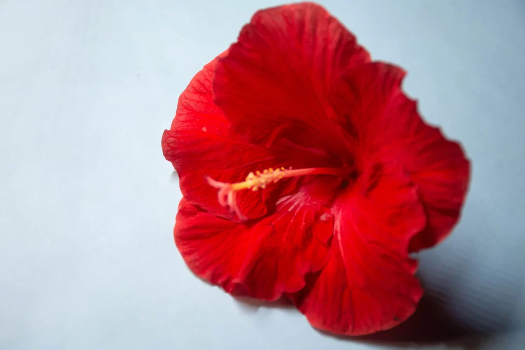 Red Hibiscus Petals Bright Yellow warm Stamen
