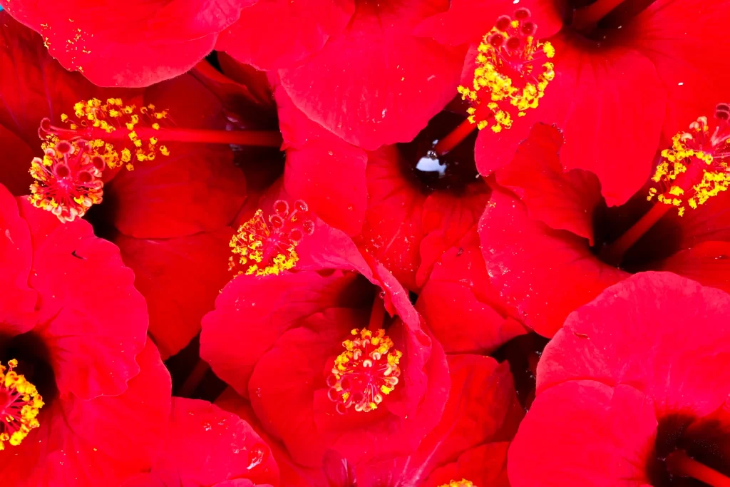 Red Hibiscus Petals Bright Yellow Stamen