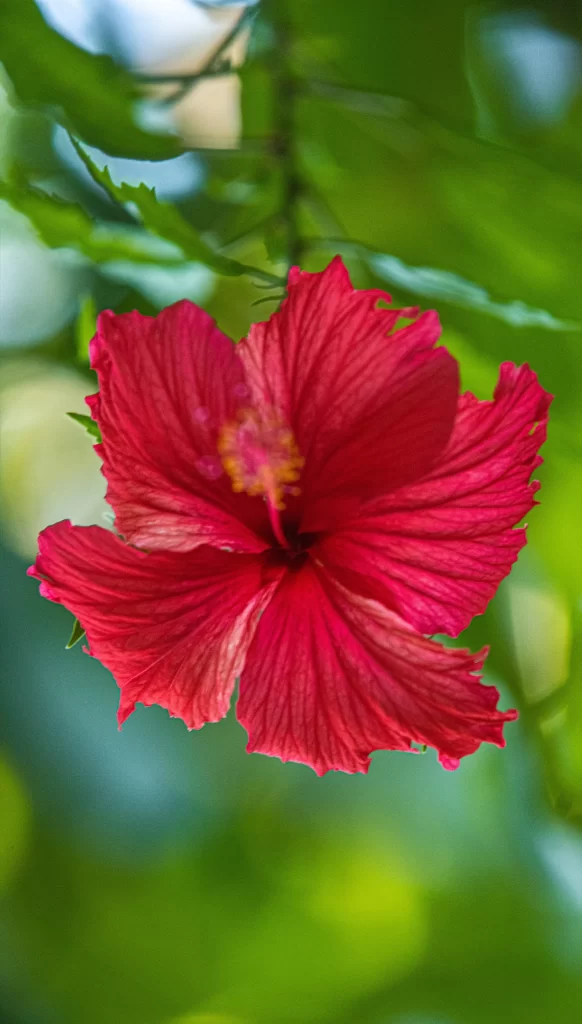 Red Hibiscus Petals Center Stamen Green Leaves