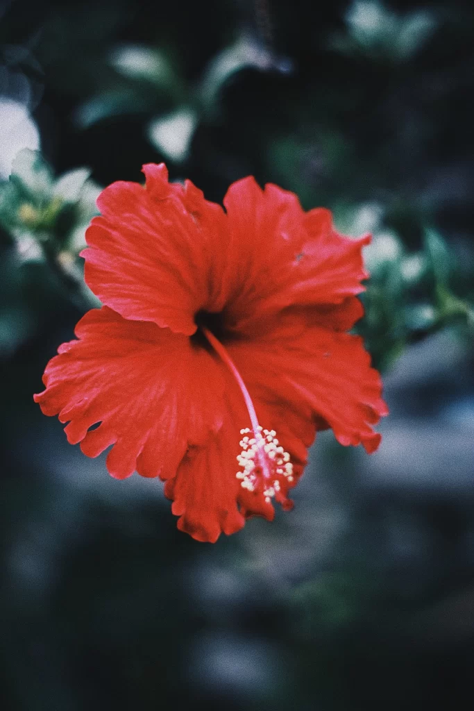 Red Hibiscus Petals Center Stamen