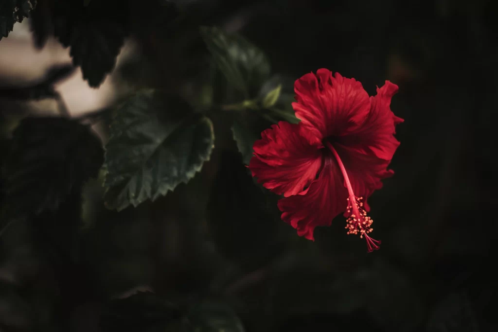 Red Hibiscus Petals Dark Background