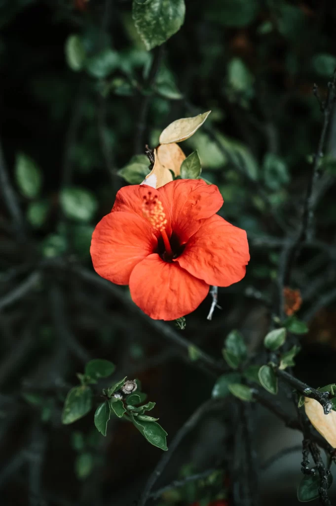 Red Hibiscus Petals Dark Background