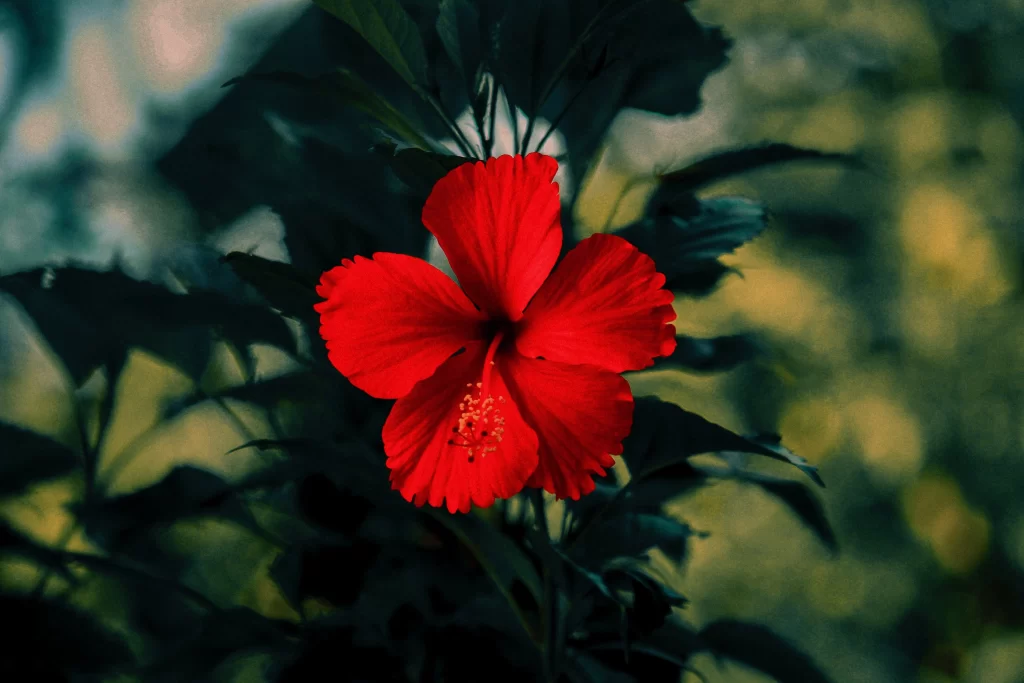 Red Hibiscus Petals Dark Green Leaves