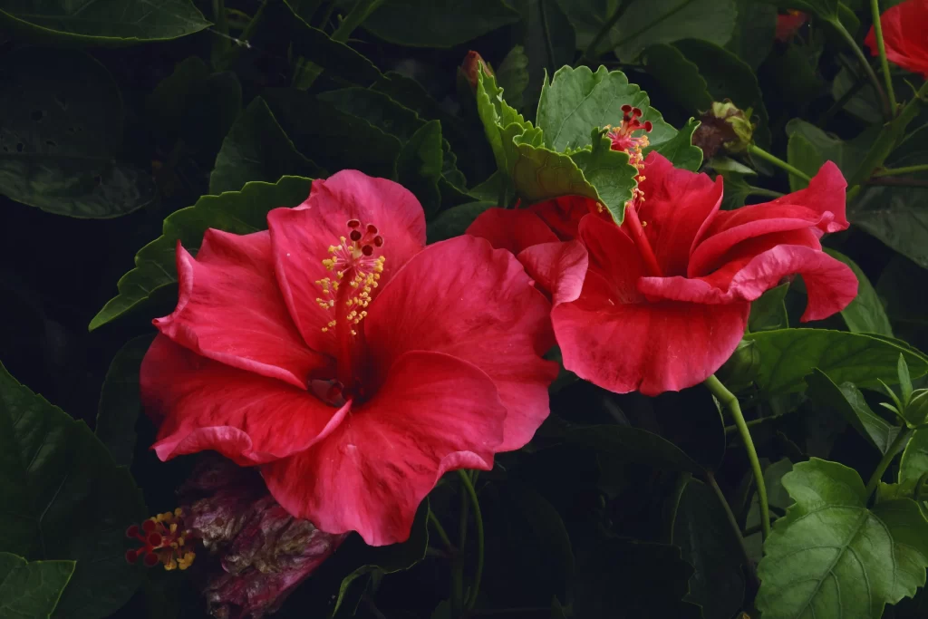 Red Hibiscus Petals Dark Green warm Leaves