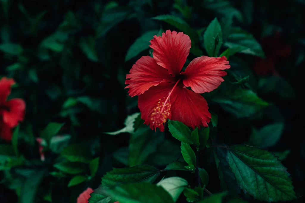 Red Hibiscus Petals Dark Green Leaves