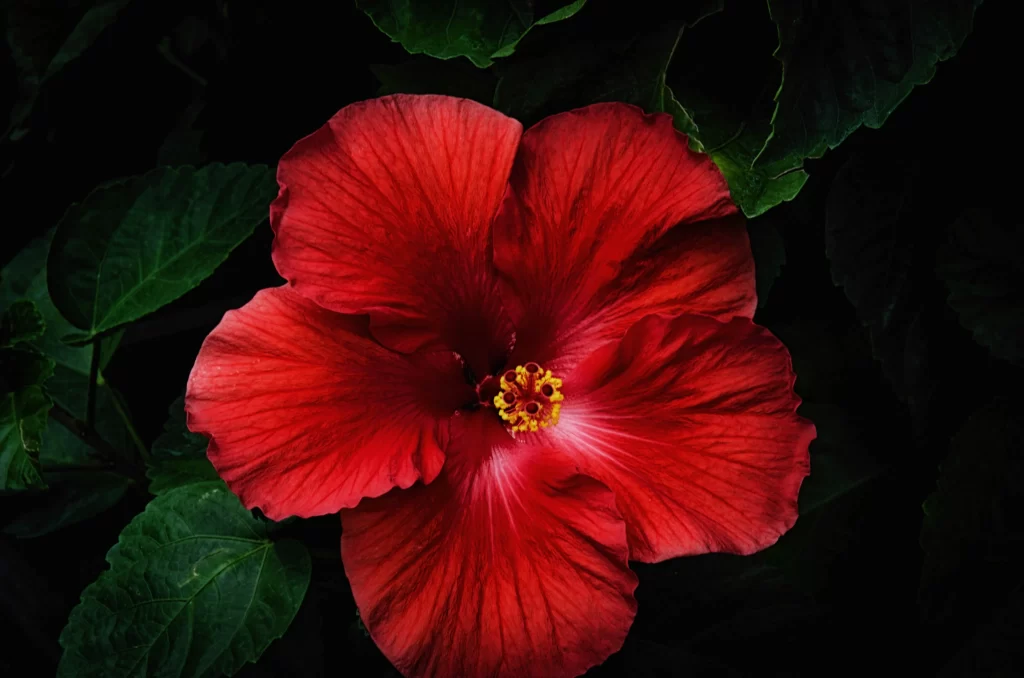Red Hibiscus Petals Dark Background