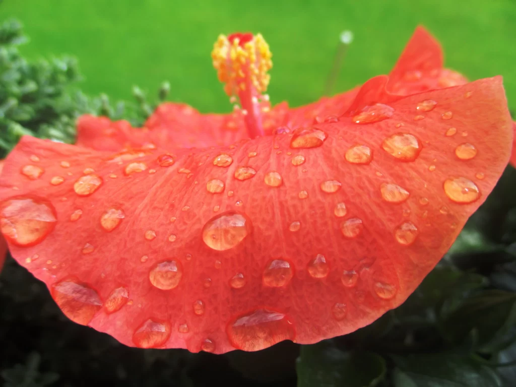 Red Hibiscus Petals Dewdrops Bright