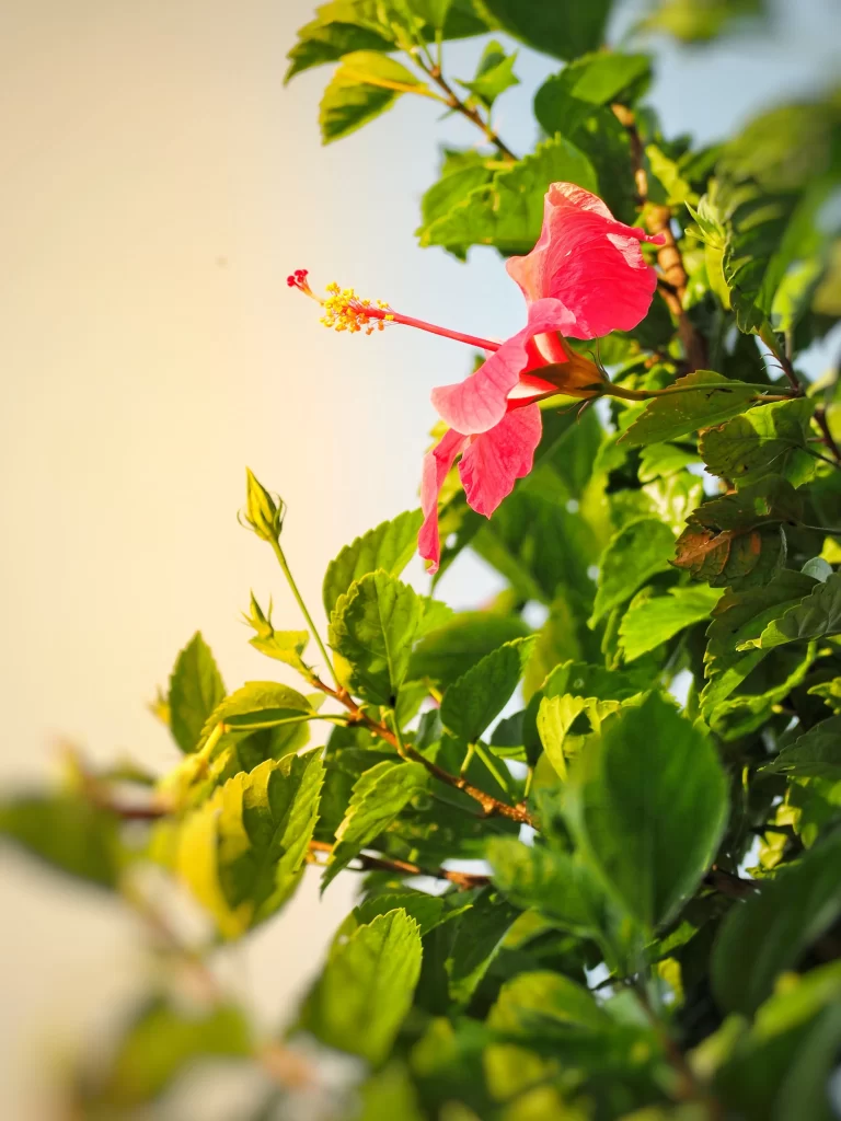 Red Hibiscus Petals Green Leaves Sunlight