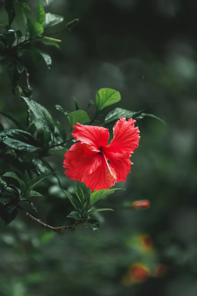 Red Hibiscus Petals Green dark Leaves