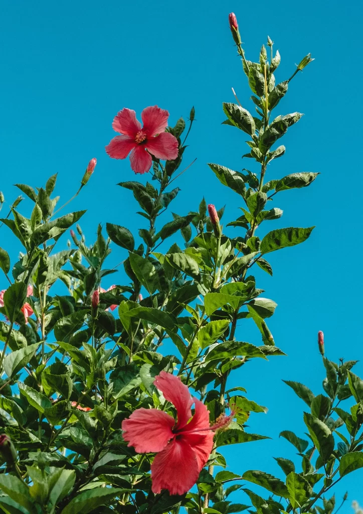 Red Hibiscus Petals Green Leaves Blue Sky