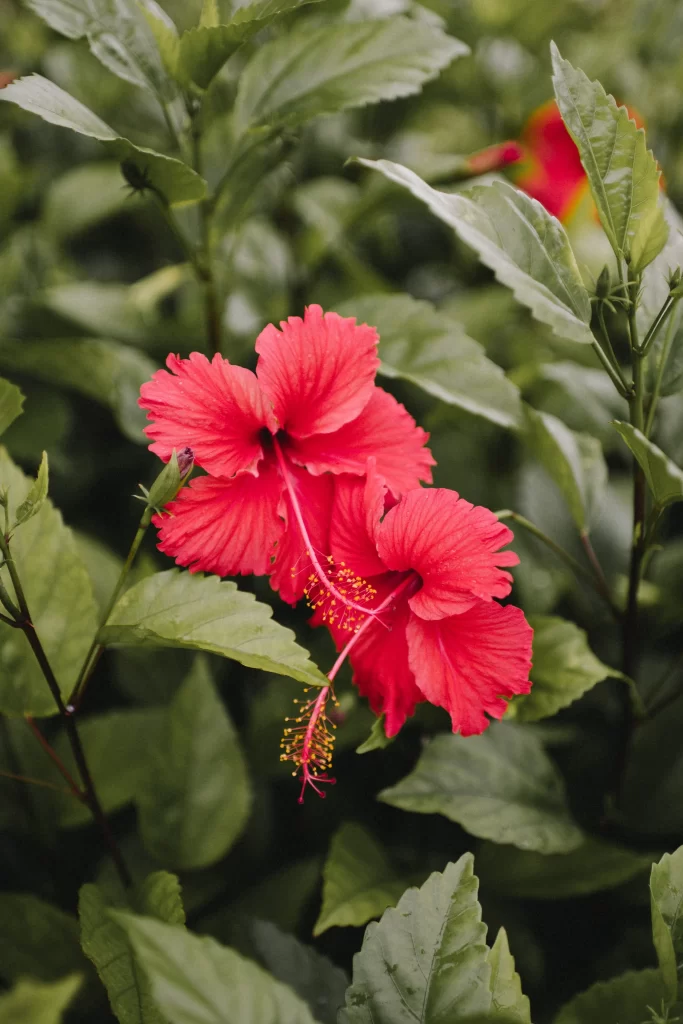 Red Hibiscus Petals Green gray Leaves