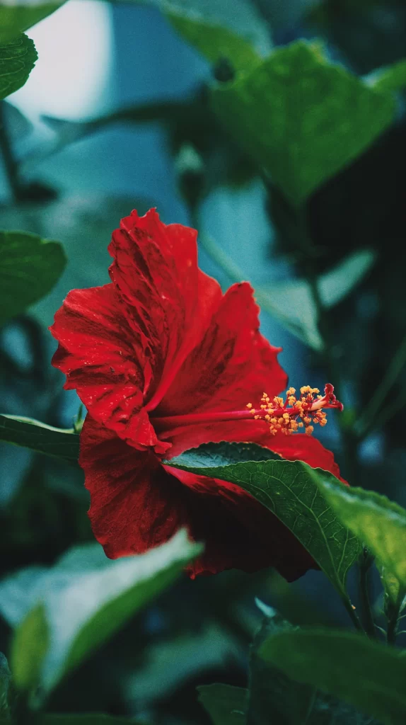Red Hibiscus Petals Green gray Leaves