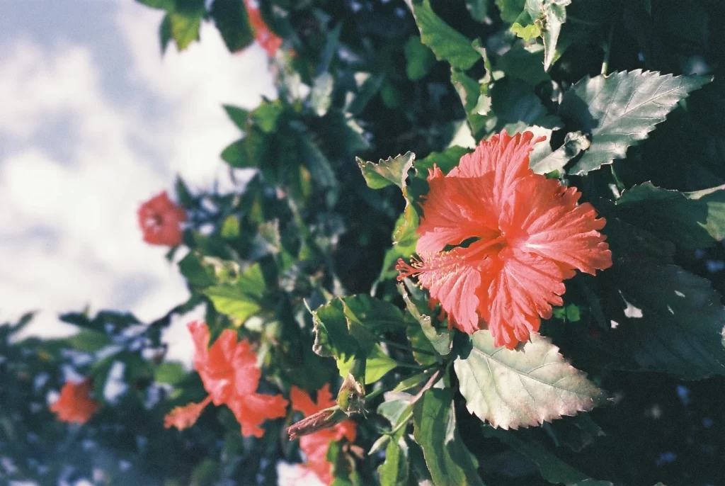 Red Hibiscus Petals Green gray Leaves