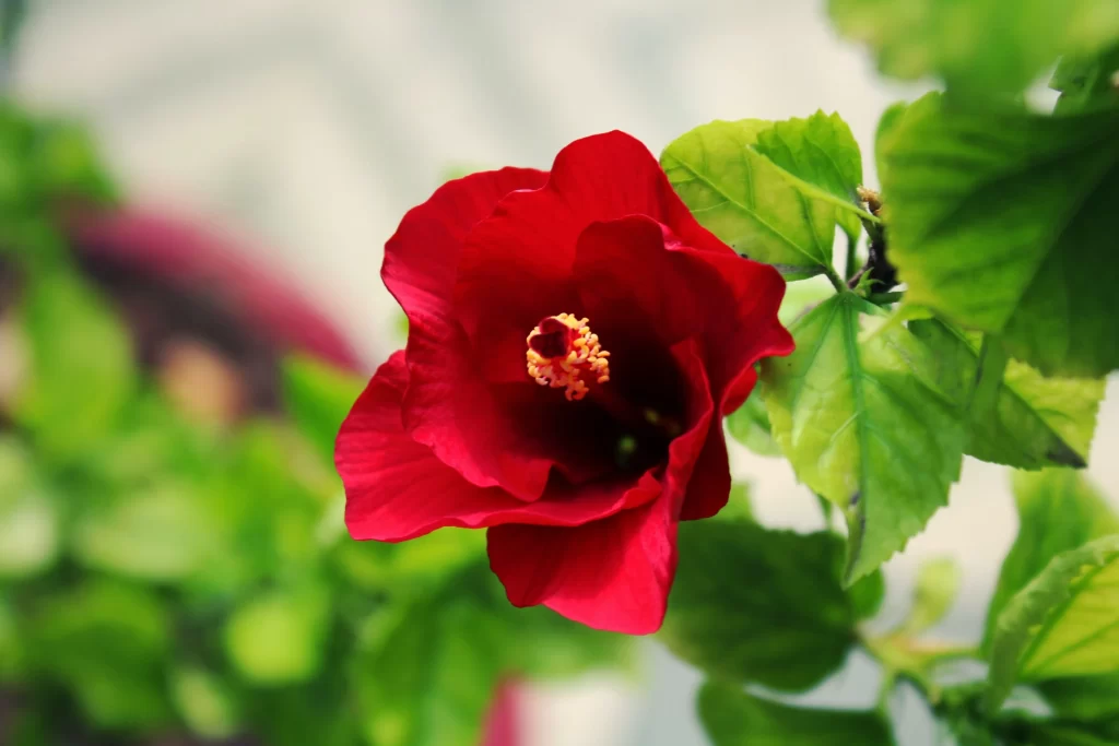 Red Hibiscus Petals Green warm Leaves