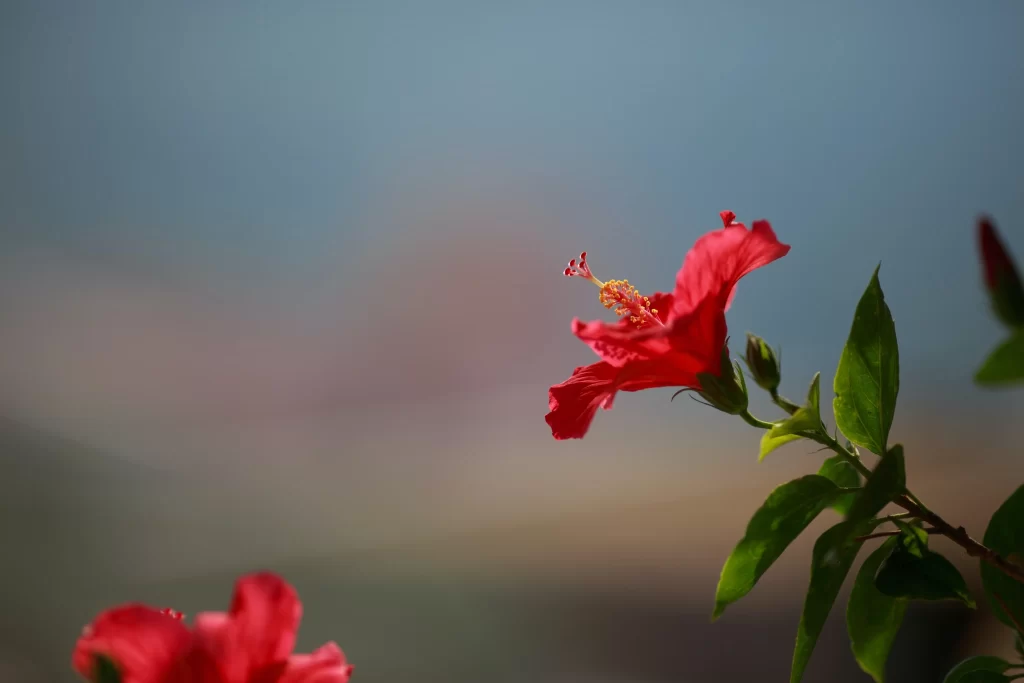 Red Hibiscus Petals Green gray Leaves