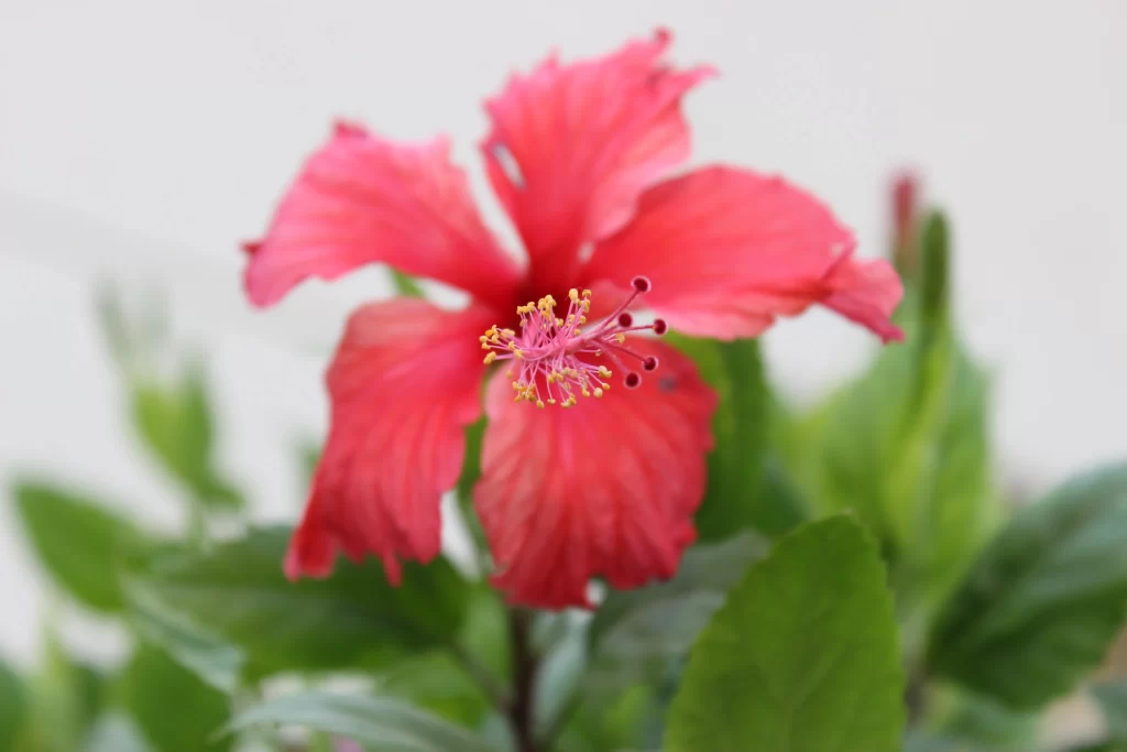 Red Hibiscus Petals Stamen Green gray Leaves