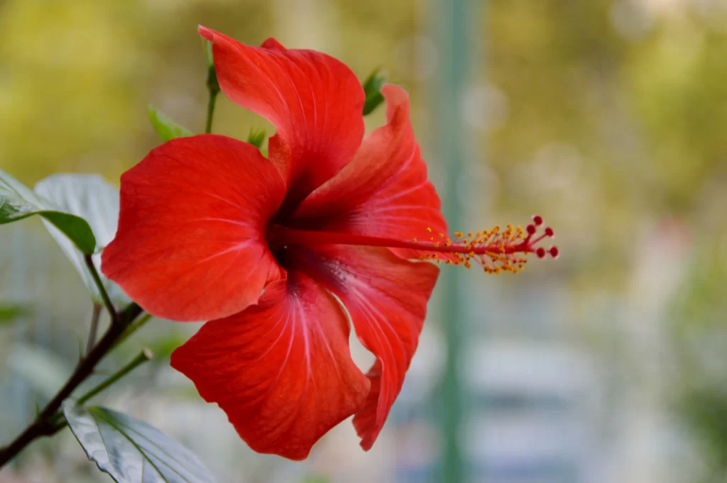 Red Hibiscus Petals Stamen Green warm Leaves
