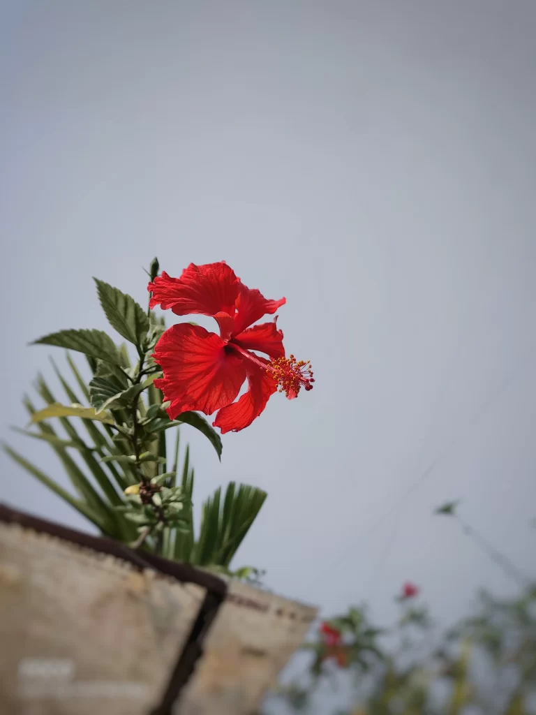 Red Hibiscus Petals Stamen Leaves