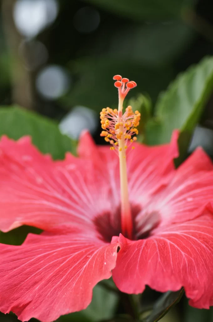 Red Hibiscus Petals Stamen Green warm Leaves