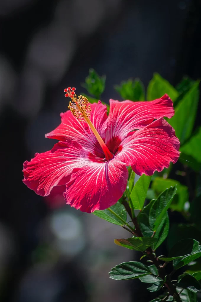 Red Hibiscus Petals Stamen Green gray Leaves