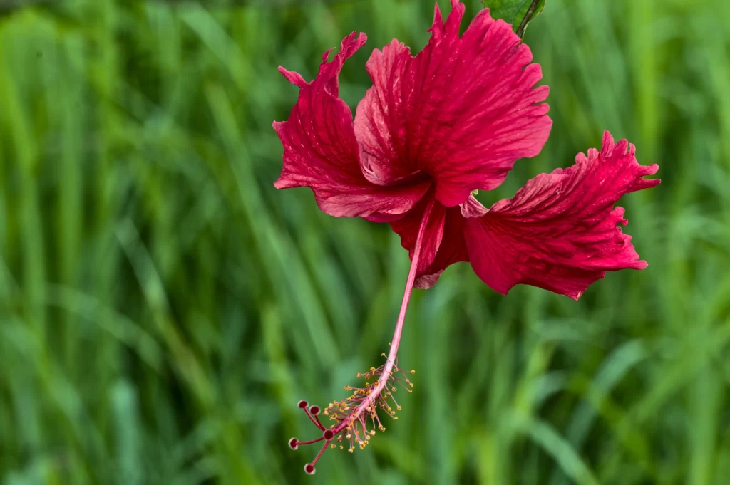 Red Hibiscus Petals Stamen warm Green