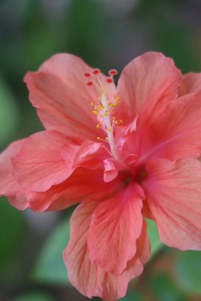 Red Hibiscus Petals Stamen warm Yellow