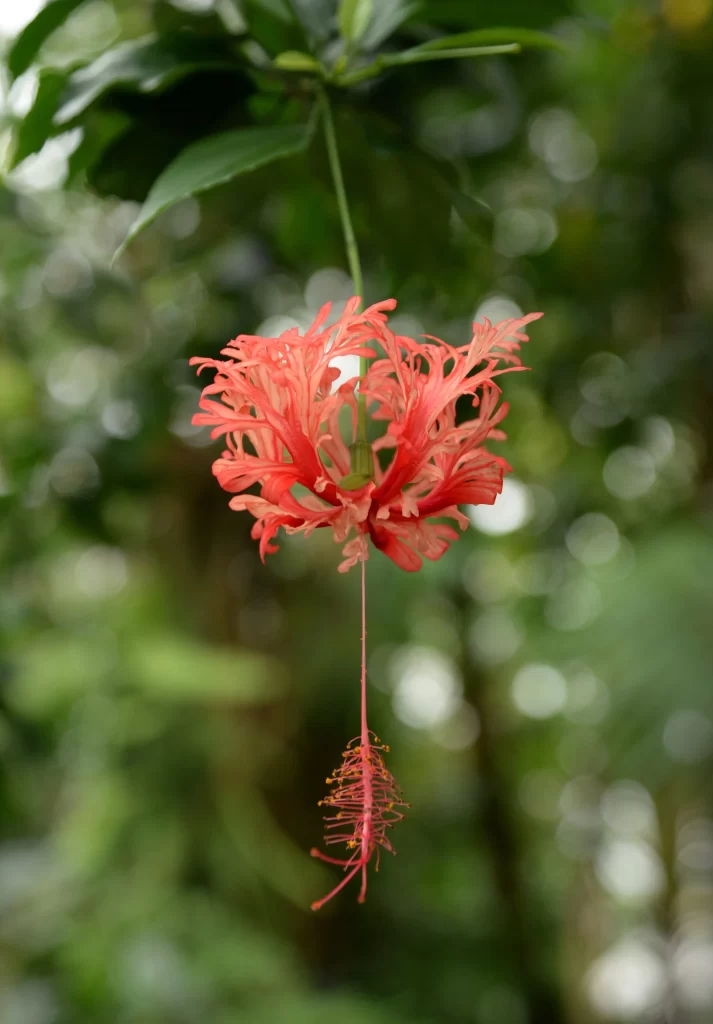 Red Hibiscus Petals Stamen warm Green