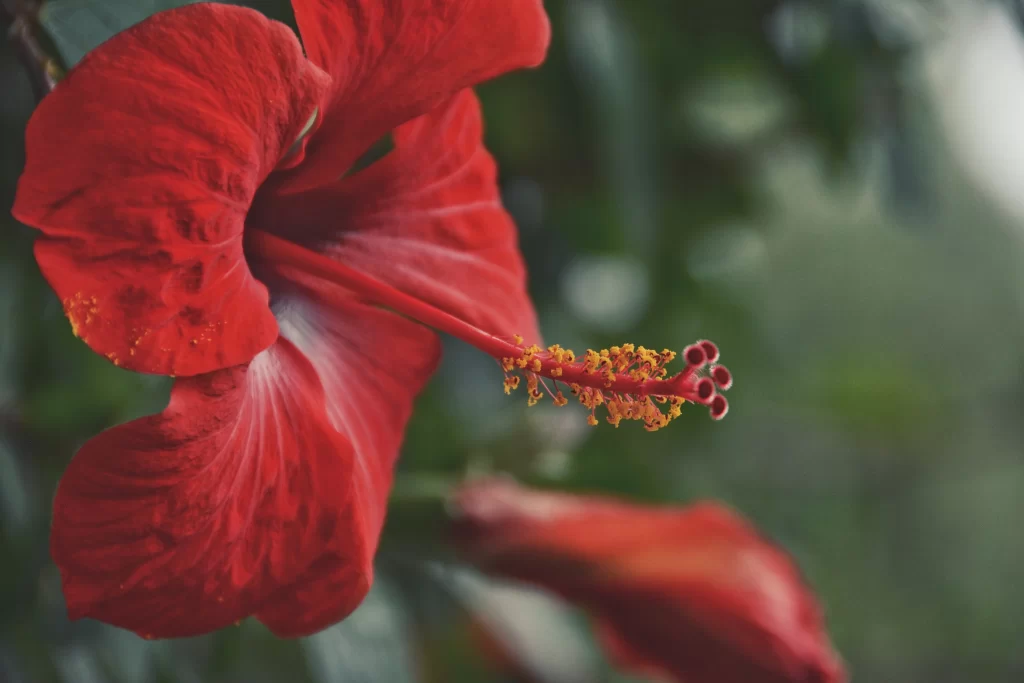 Red Hibiscus Petals Stamen warm Green