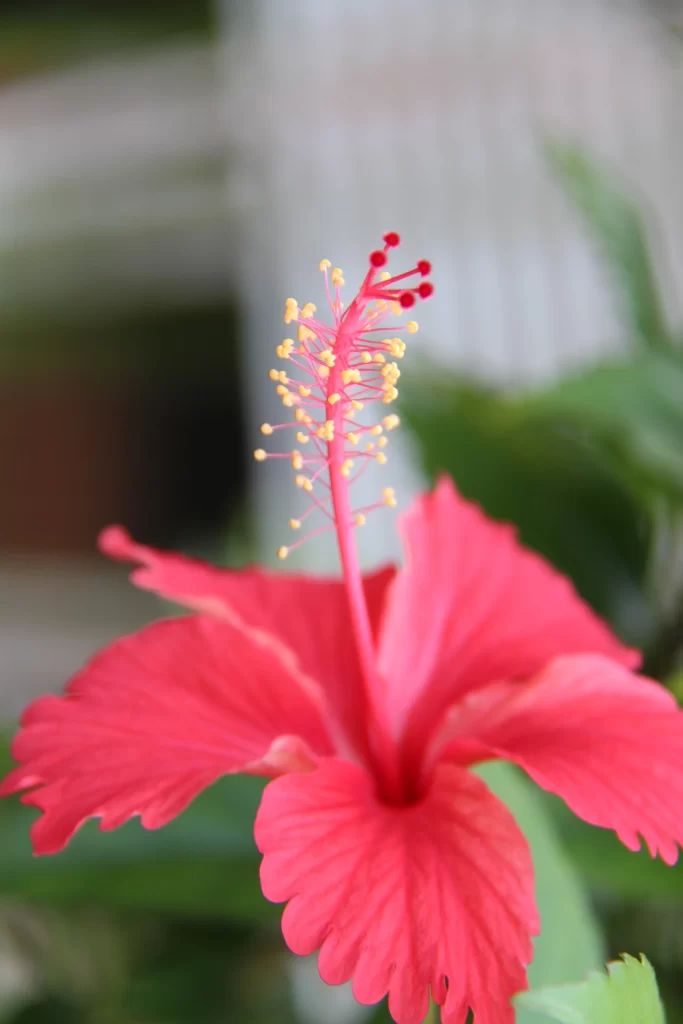 Red Hibiscus Petals Stamen warm Yellow