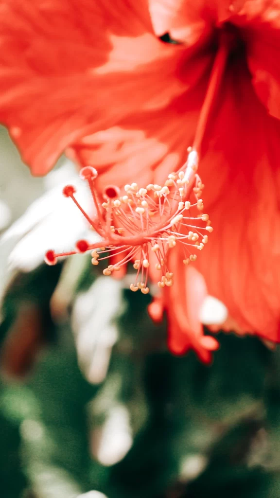 Red Hibiscus Petals Stamen Fuzzy