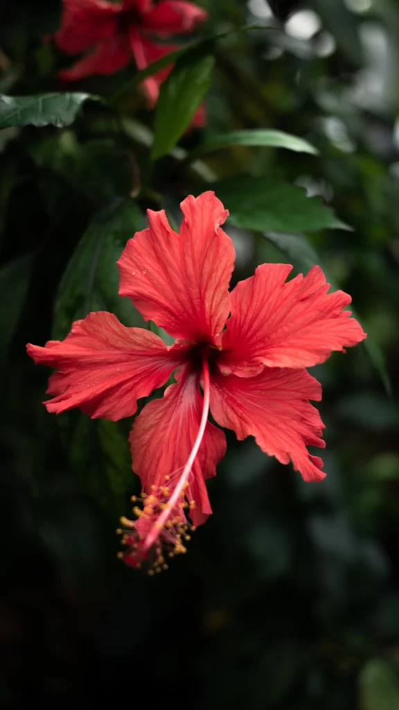 Red Hibiscus Petals Stamen Dark Background