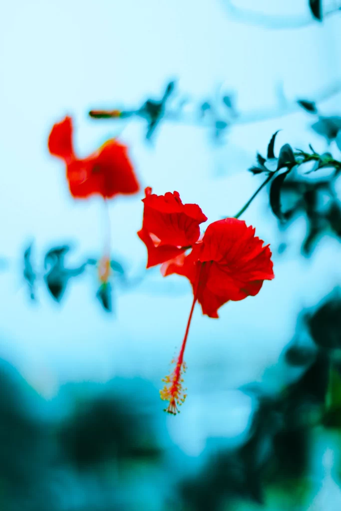 Red Hibiscus Petals Stamen Focused Background
