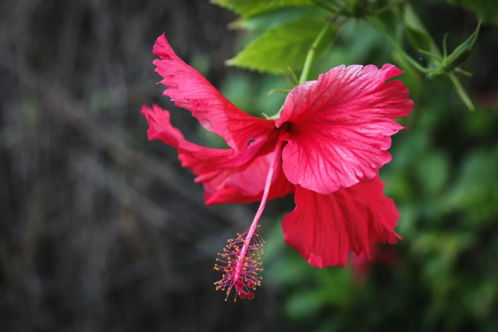 Red Hibiscus Petals Stamen gray Green
